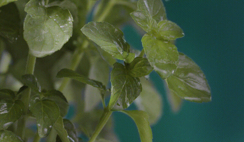 Green leaves of an aromatic plant