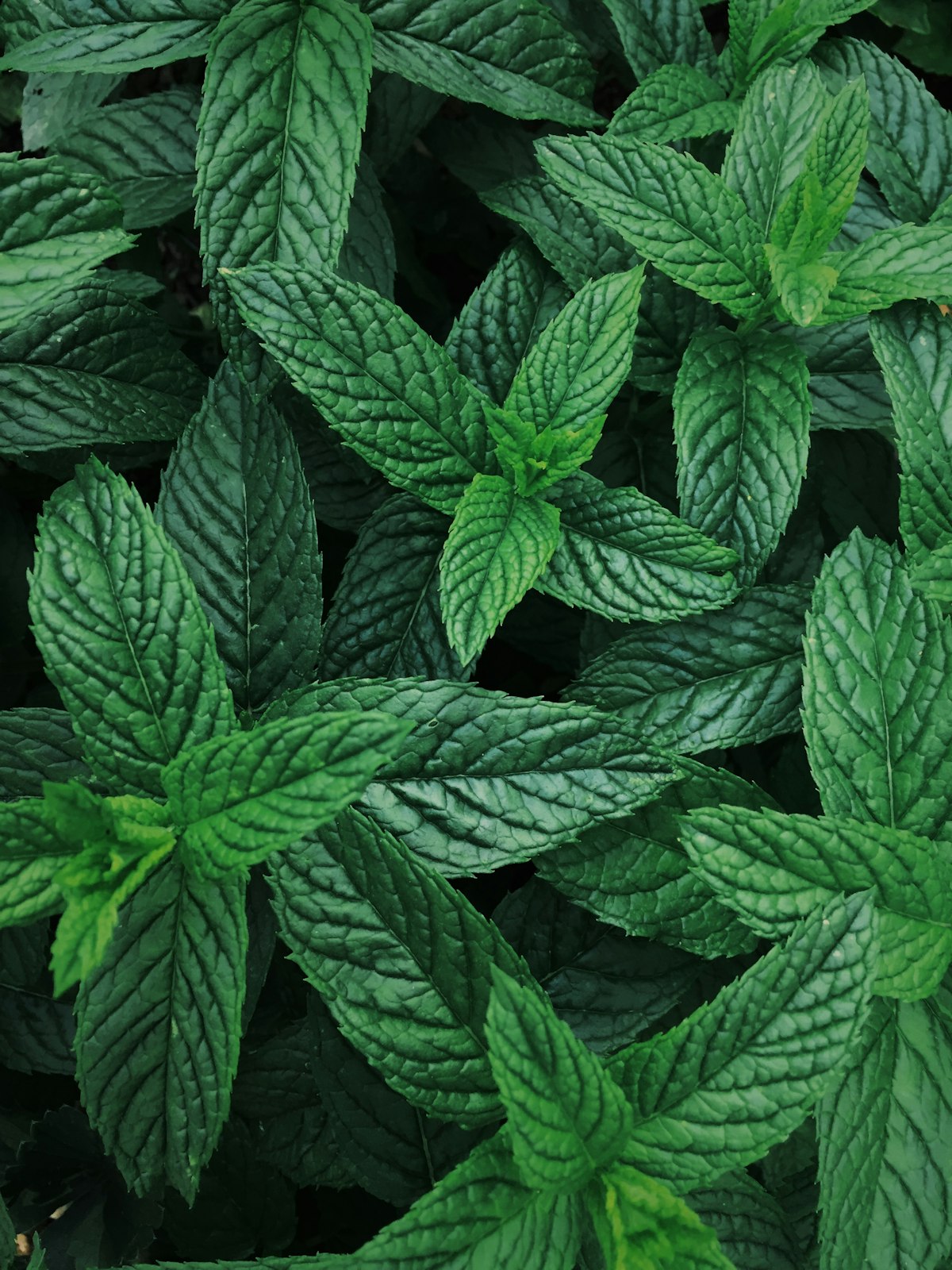 Fresh mint leaves